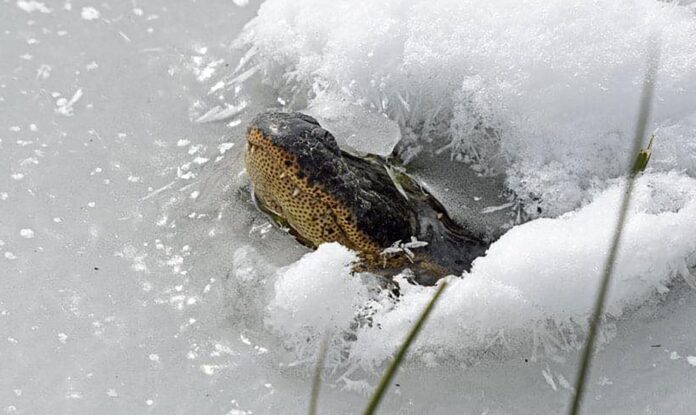 Alligators Frozen in Ice as Frigid Temperatures Grip Parts of the U.S.