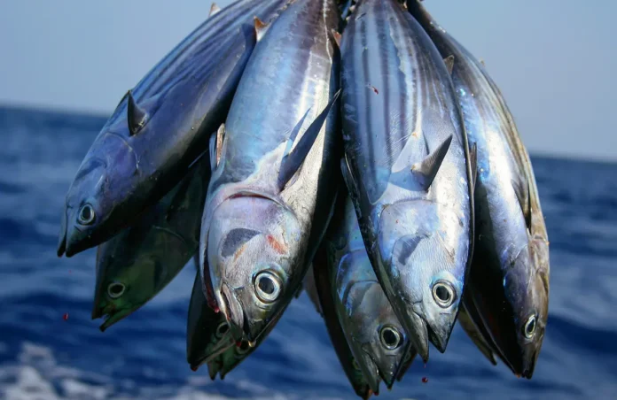 12 Healthiest, Safest Fish to Eat (and 6 Toxic Ones to Avoid) in 2024