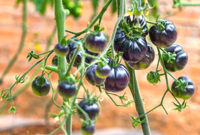Want to Fight Diseases? Meet the Purple Tomato Born with Snapdragon DNA