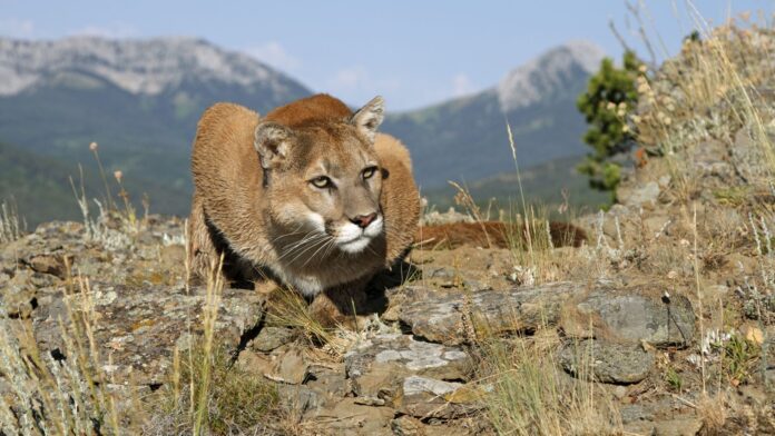 Mountain Lion Fatally Attacks: Kills 21 year Old and Injures his Brother in Georgetown